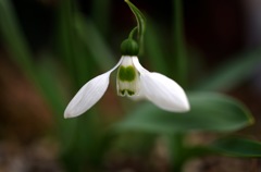 スノードロップ_2