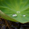 雫
