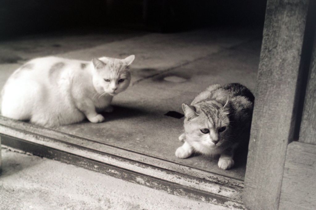cat_408　フィルムにて