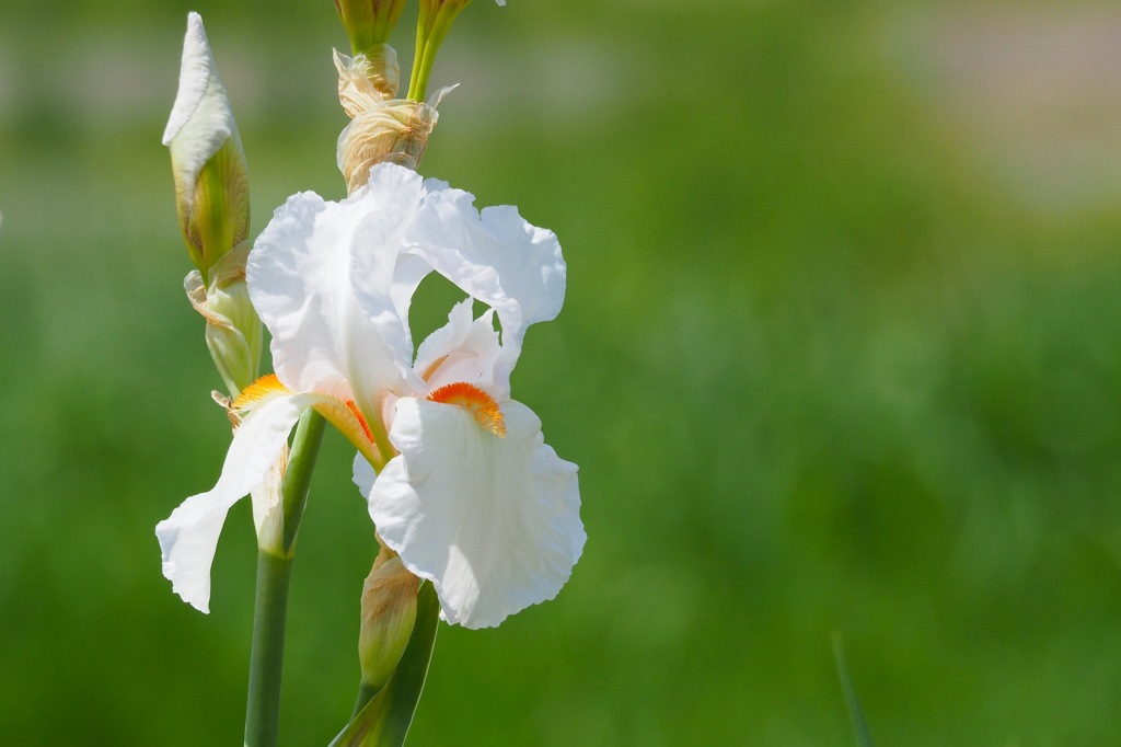 ジャーマンアイリス_1