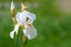 ジャーマンアイリス_1