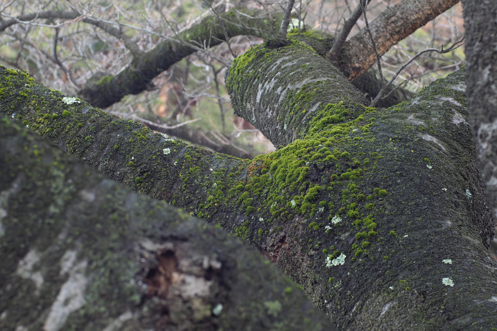苔むす樹 F5.6