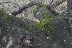 苔むす樹 F5.6