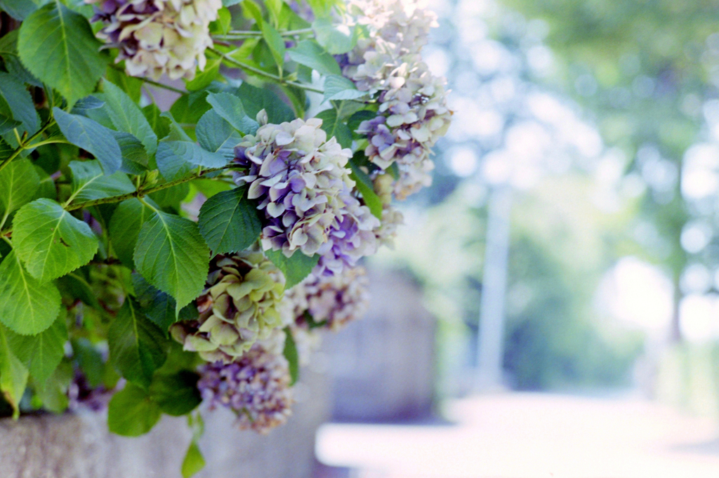 長月の紫陽花_フィルムにて