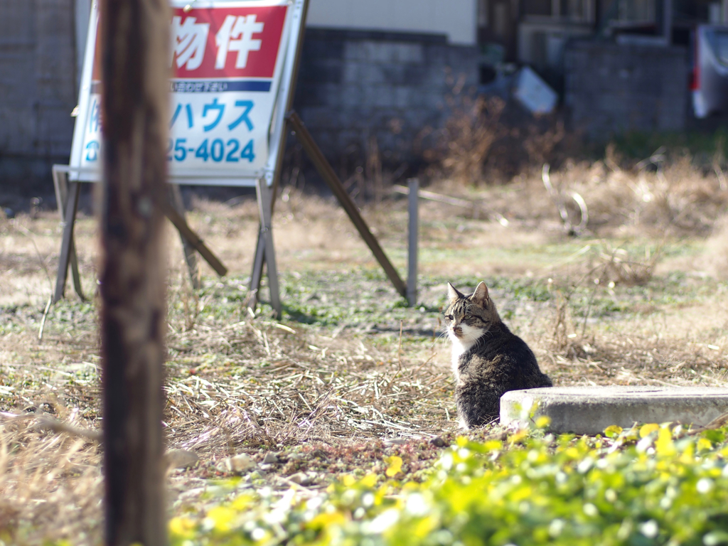 cat_479　下見に来たにゃ