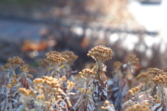 冬の花_4