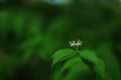 コムラサキの花