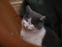 cat_474　カゴと毛布と猫