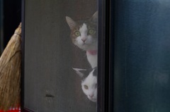 今日は二人です_2