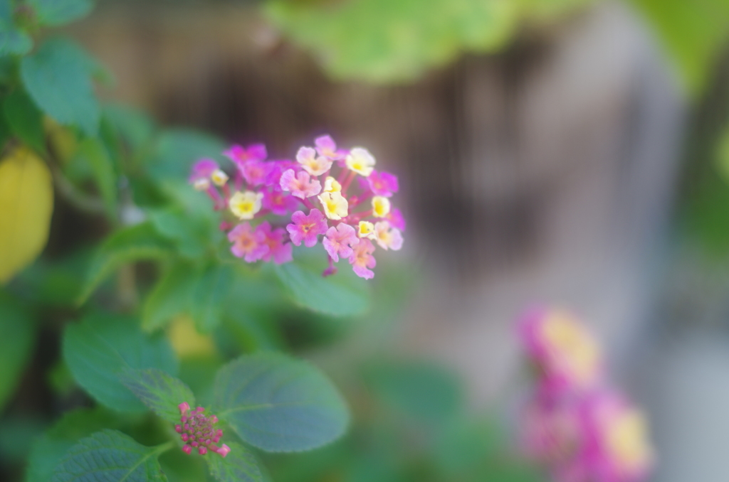 M 50mm F1.7 試し撮り_a