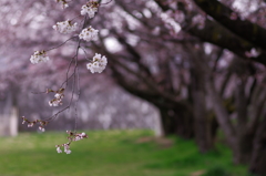 公園にて_3
