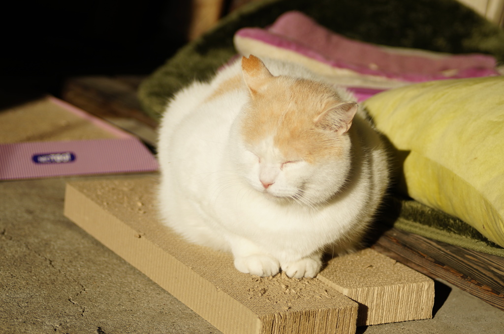 cat_145  陽あたり良好
