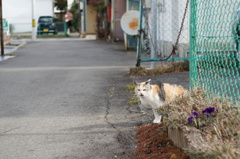 cat_510　お見送り