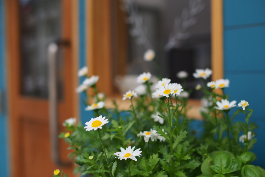 店先の花