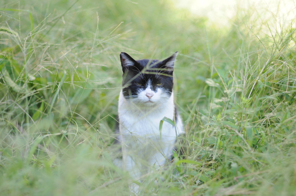 cat_571