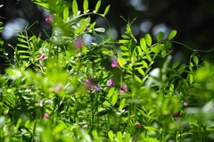 カラスノエンドウ