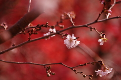 十月桜