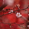 十月桜