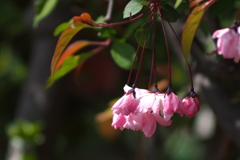 花海棠_蕾