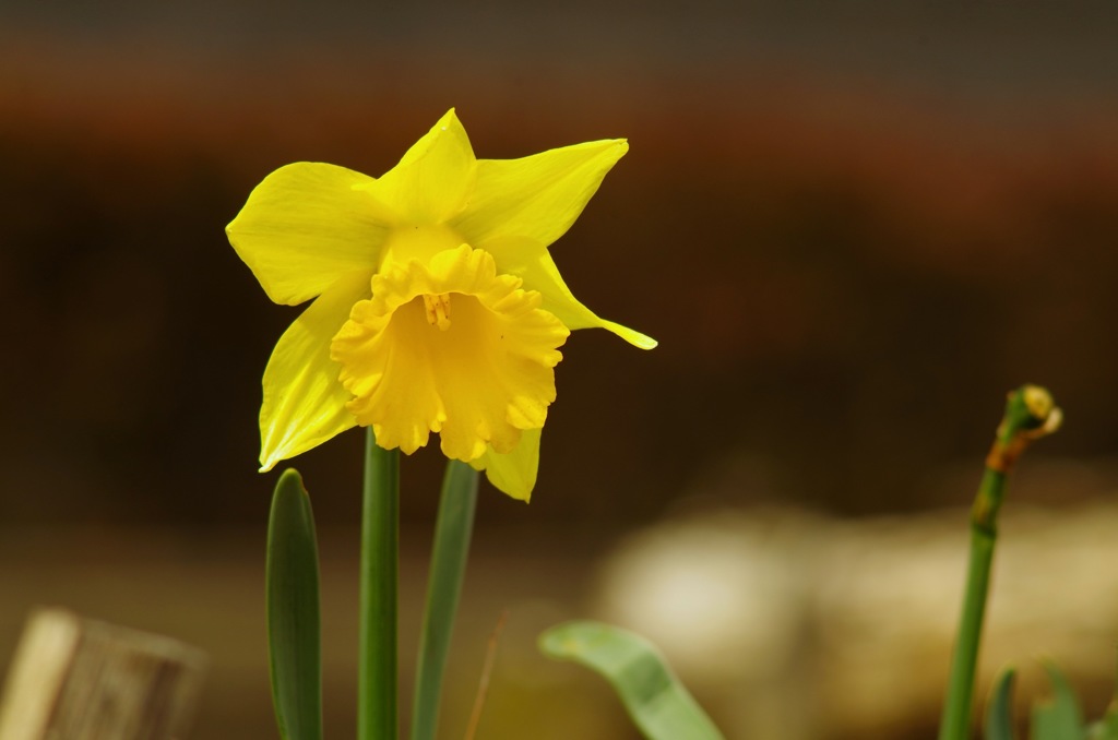 ラッパスイセン_3