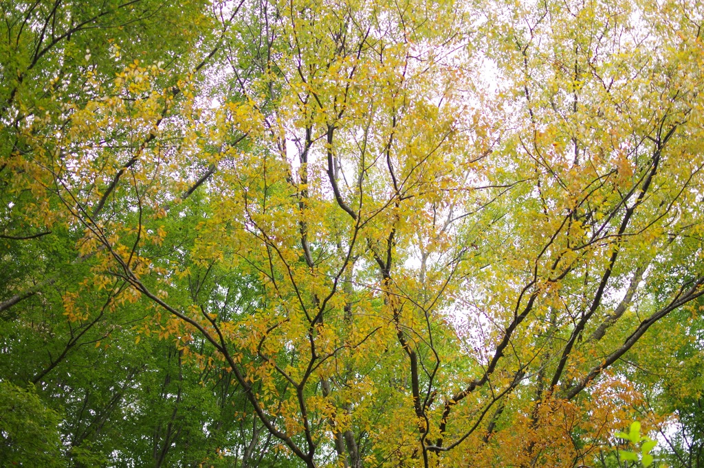 けやきの森自然園_5