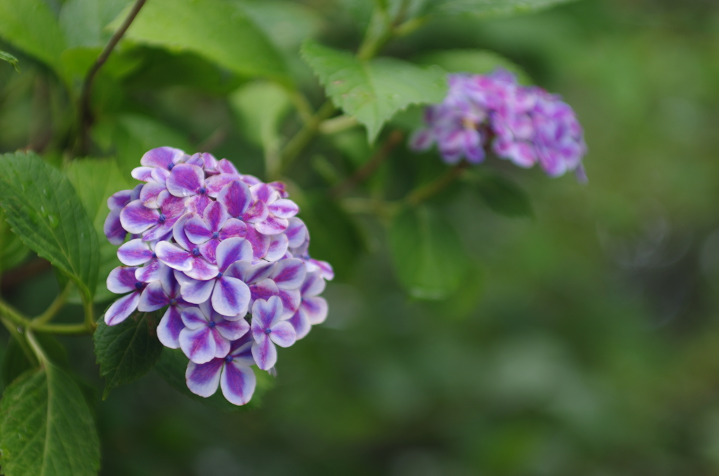 紫陽花_13　湿度を纏う