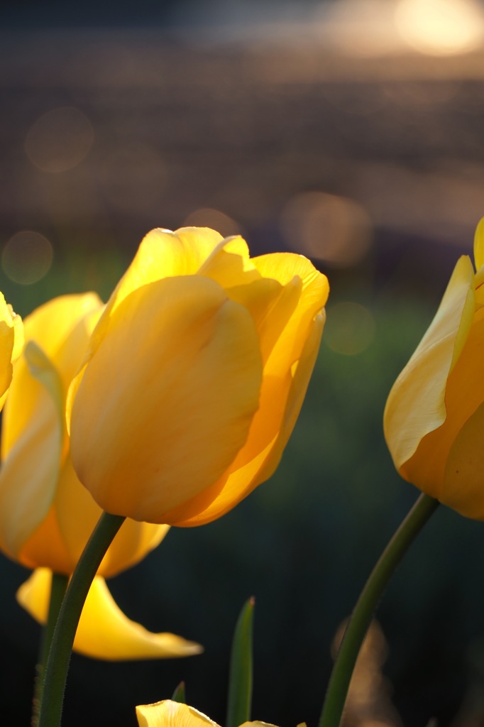 チューリップ_6