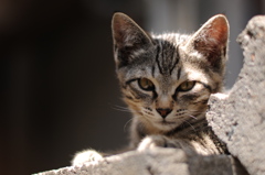 cat_328  子猫