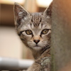 cat_308　純真