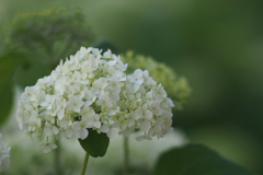 紫陽花_2
