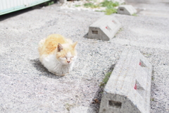cat_253　駐車場にて