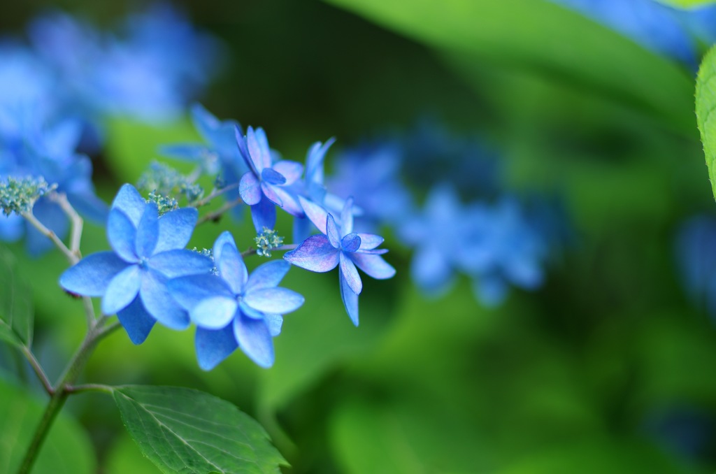 紫陽花_青系3