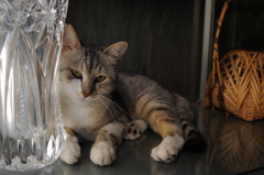 cat_347　何を考えてる?