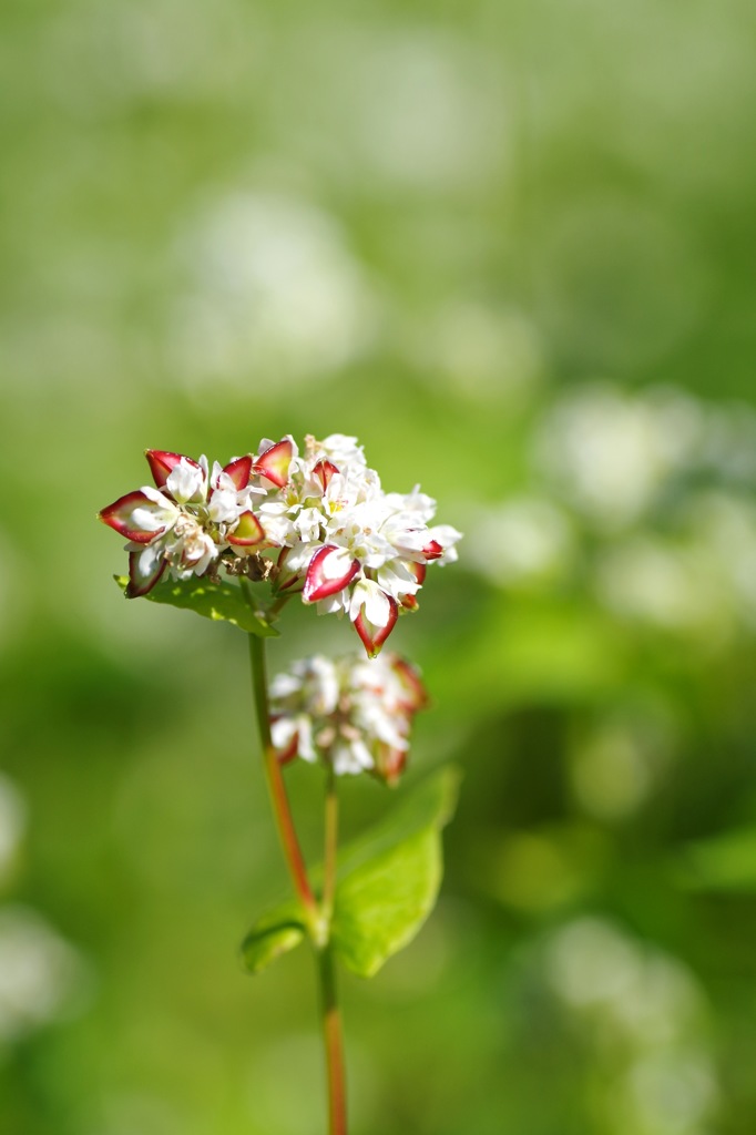 蕎麦の花_4