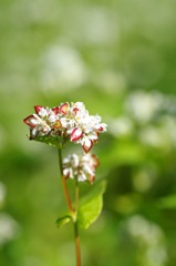 蕎麦の花_4