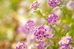 スイートアリッサム_DA35