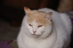 cat_218　出会ってから約8ヶ月