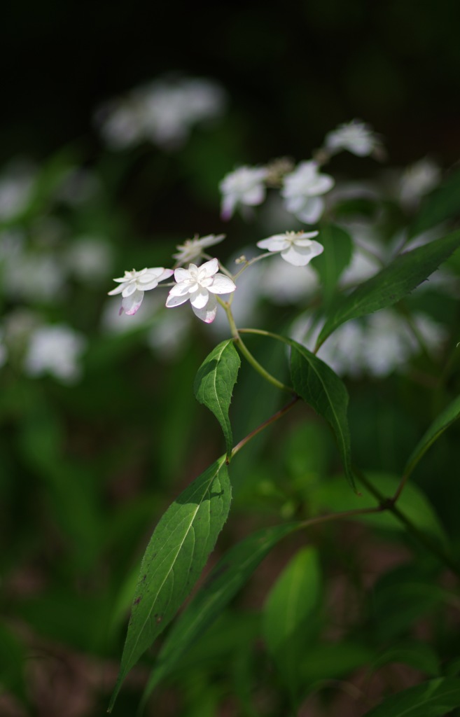 紫陽花_白系2