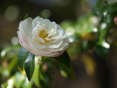 山茶花_2