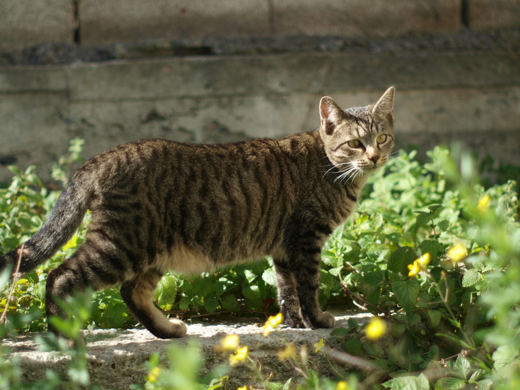 cat_439　大きくなったね