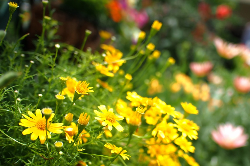 黄色の花