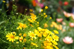 黄色の花