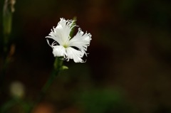 撫子_6