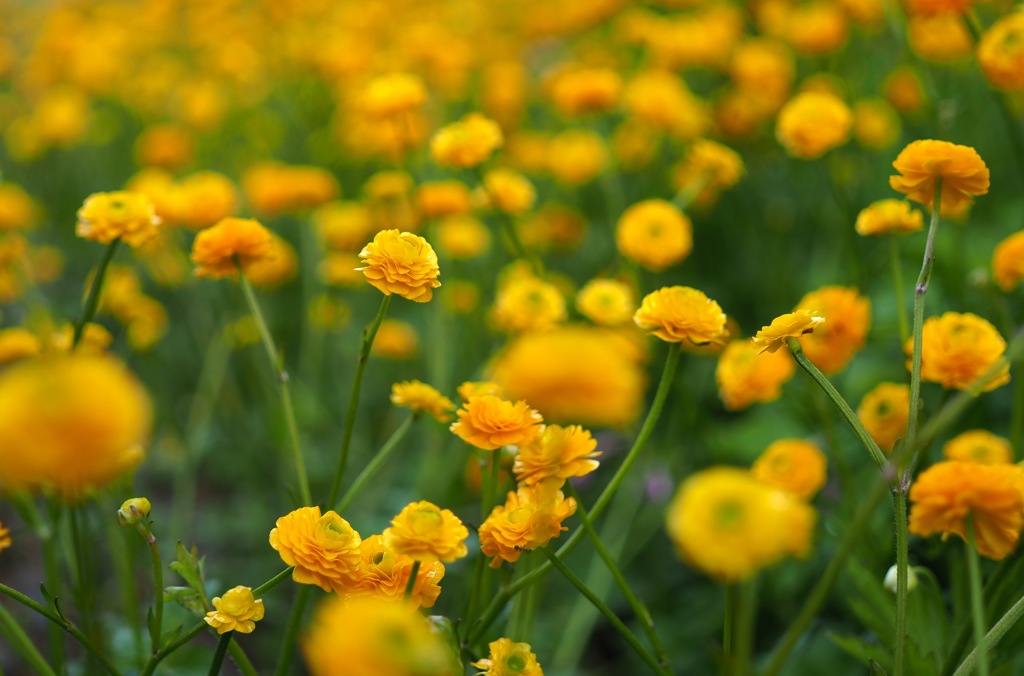 ラナンキュラス・ゴールドコイン_A30