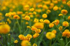 ラナンキュラス・ゴールドコイン_A30