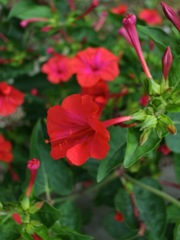 2_N_オシロイバナ