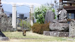 兎川寺_T90_3