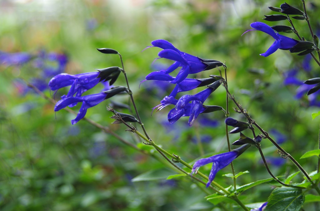 サルビアパテンス