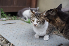 cat_254　しかめっ面