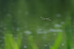 夏の池で_4